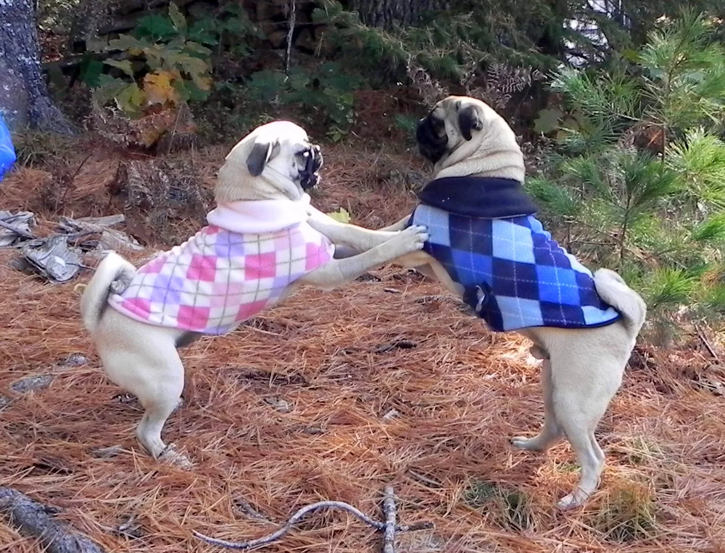 Fleece Jackets: Preppy Blue Argyle