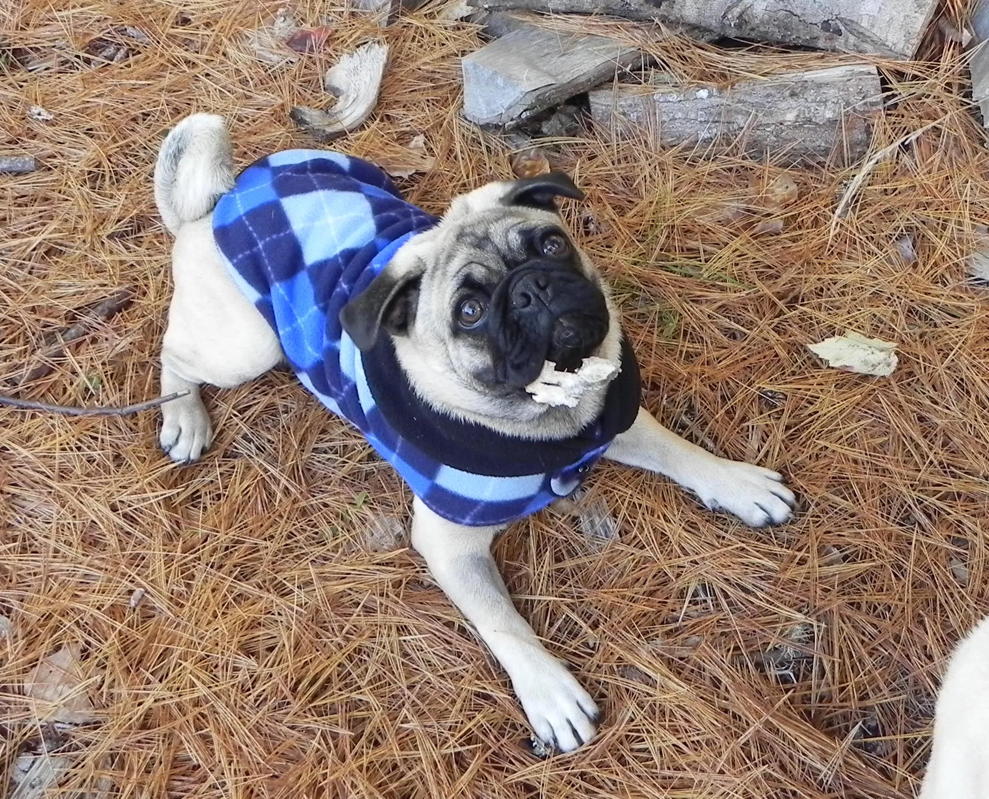 Fleece Jackets: Preppy Blue Argyle