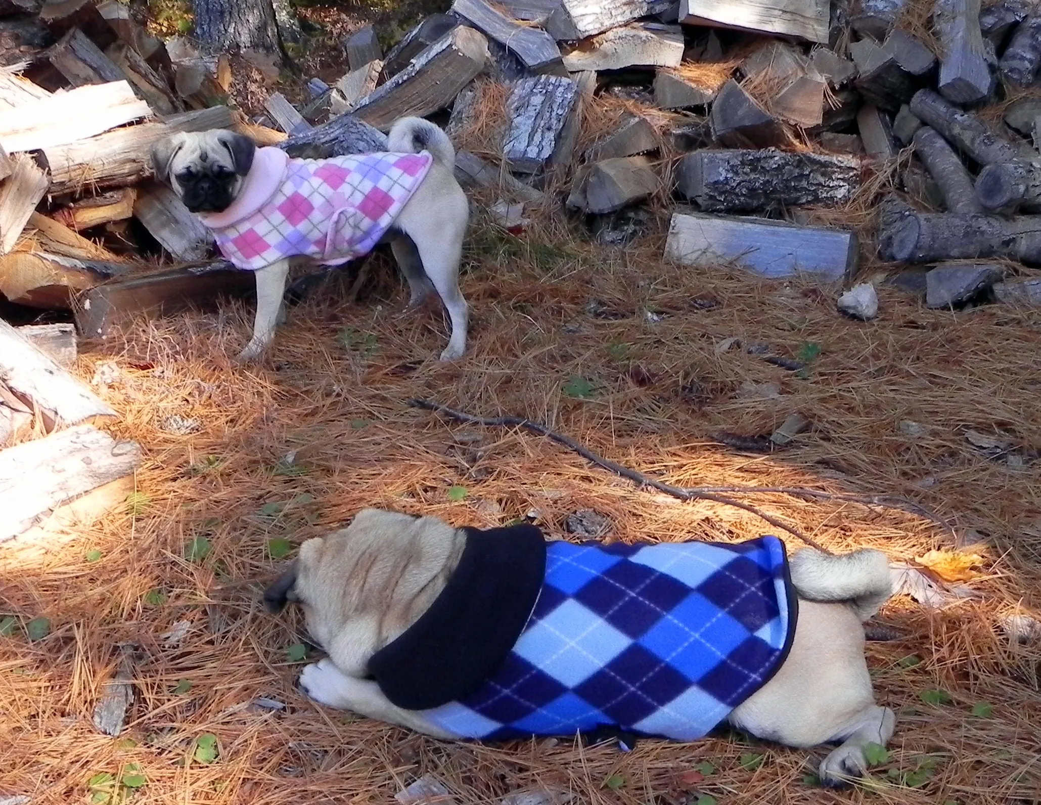 Fleece Jackets: Preppy Blue Argyle